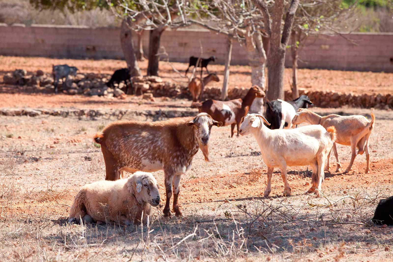 image-of Ganadería