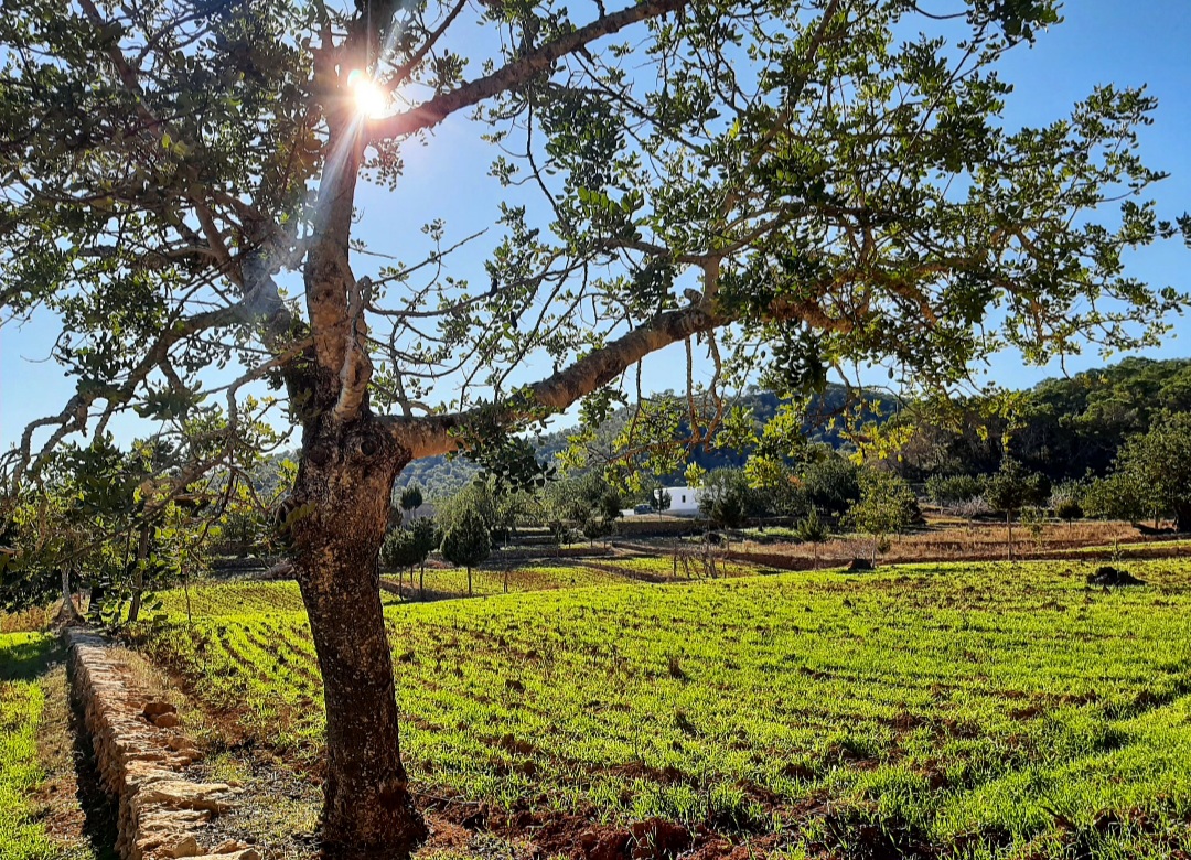 image-of Gestió Ambiental