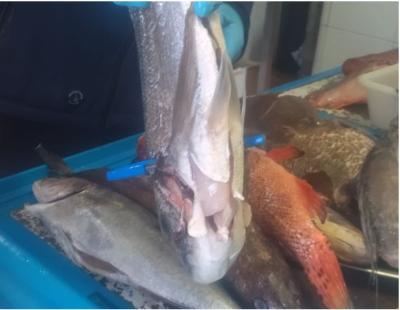 Imatge Els serveis d’inspecció pesquera del Govern i del Consell realitzen...
