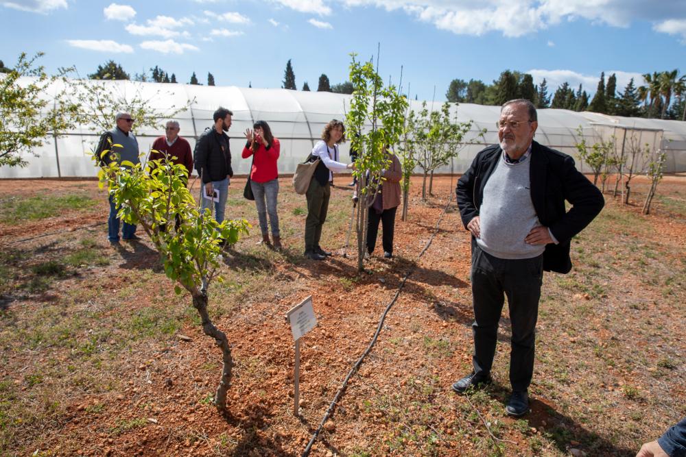 Imagen Fruiters, vinya i olivera: el Consell d’Eivissa presenta una plantació de varietats tradicionals a Can Marines