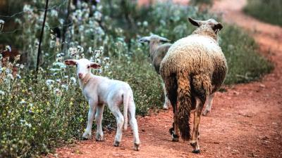 Imagen El Consell d’Eivissa recomana extremar les precaucions al sector ramader...