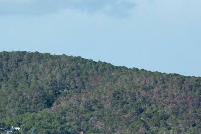 Imagen El Consell d’Eivissa demana la declaració de plaga forestal per...
